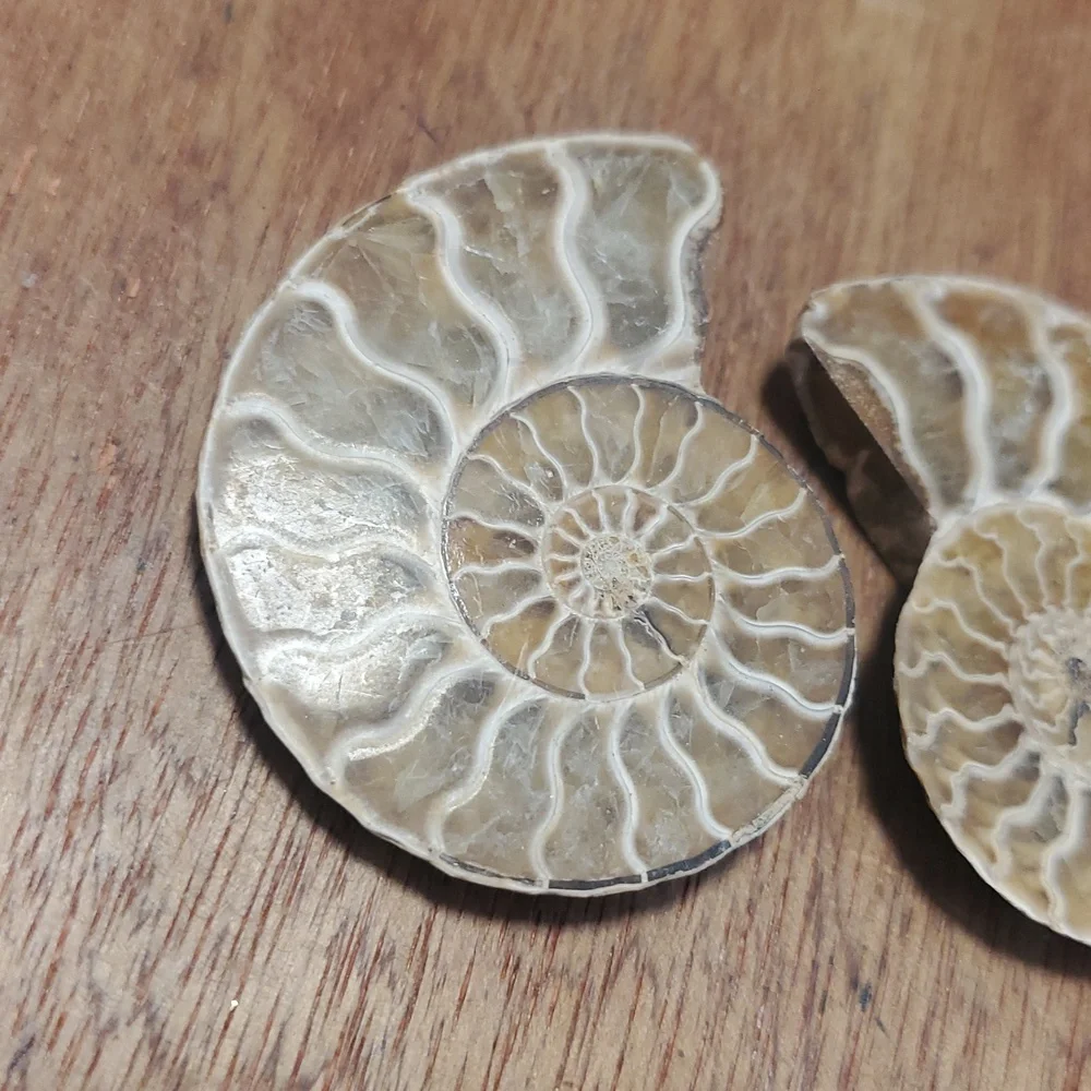 Ammonite Fossil Halves – Polished Interior GS